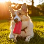 Pets e Verão: Cuidados necessários