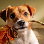 Os melhores brinquedos para estimular a inteligência dos pets