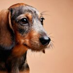 Dachshund