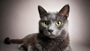 Korat