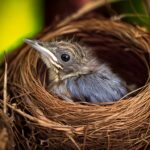 Como as aves ensinam os filhotes a voar