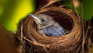 Como as aves ensinam os filhotes a voar