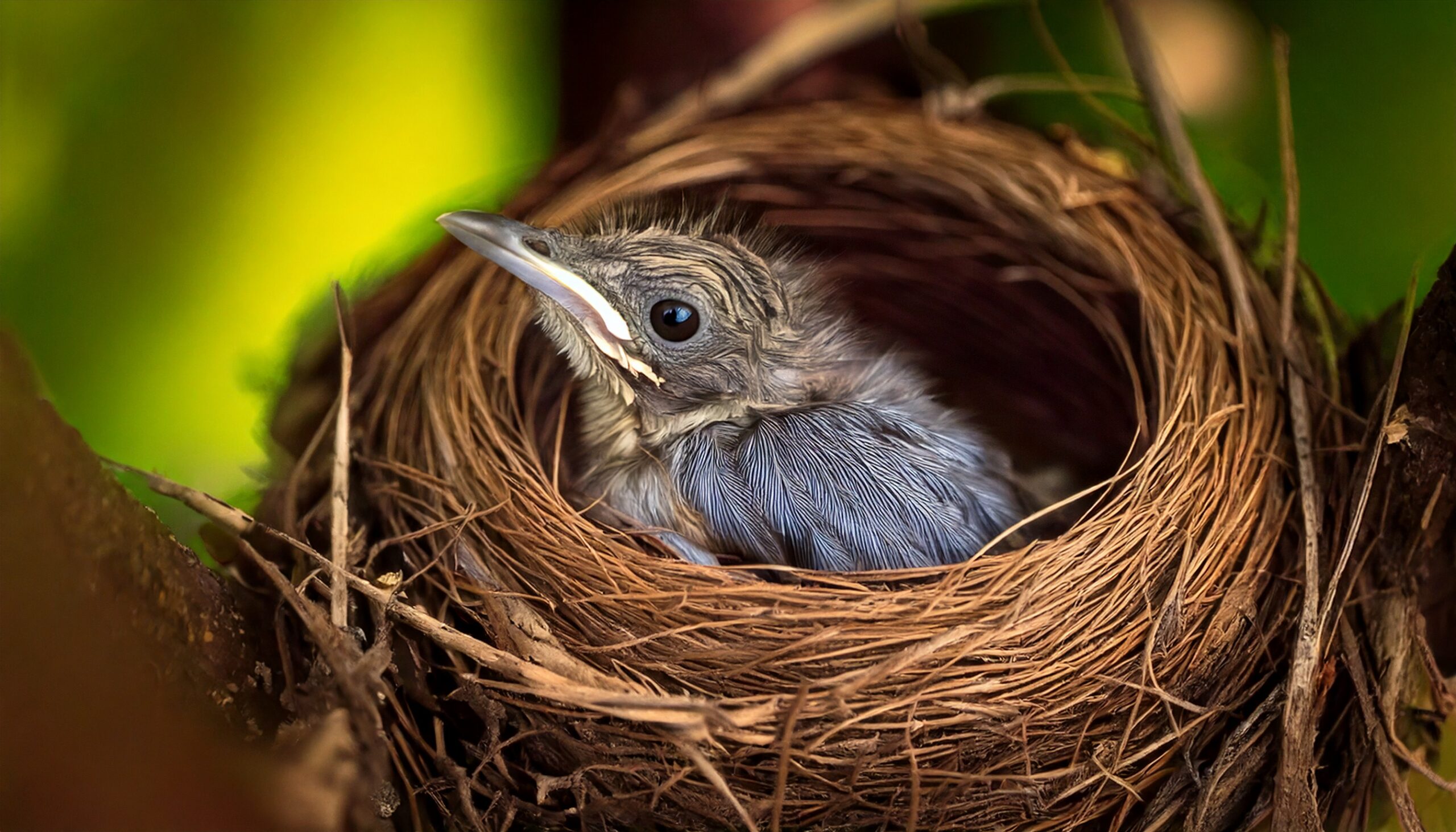 Como as aves ensinam os filhotes a voar
