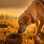 O olfato dos cães no mundo científico: Como eles ajudam na medicina e na segurança