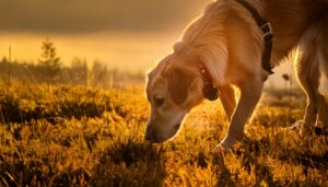 O olfato dos cães no mundo científico: Como…