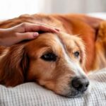 Como diferentes culturas cuidam e se relacionam com seus animais