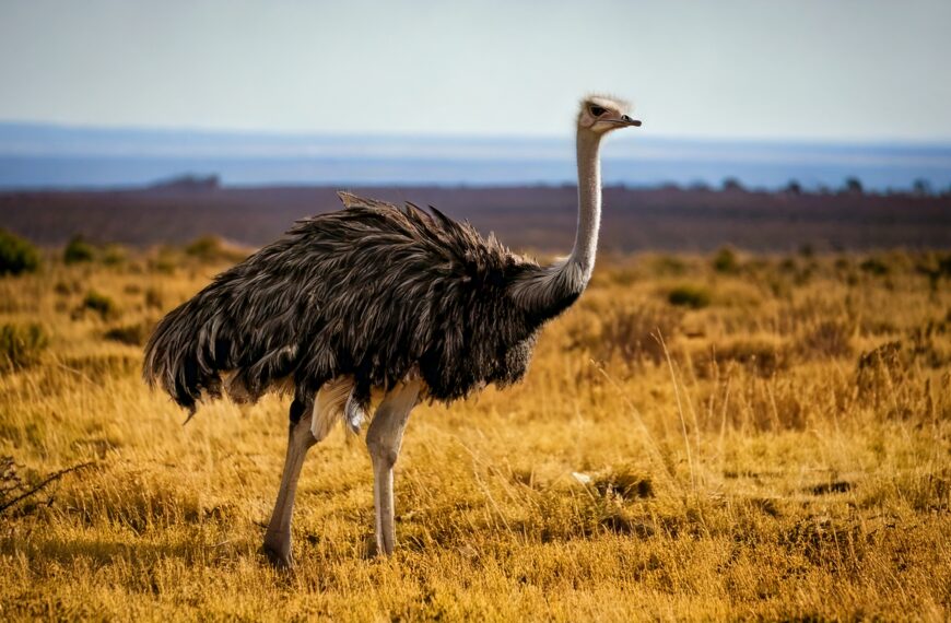 Recordes do reino das aves:…