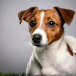 Jack Russell Terrier