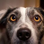 Cores que os animais enxergam: Como eles veem o mundo?