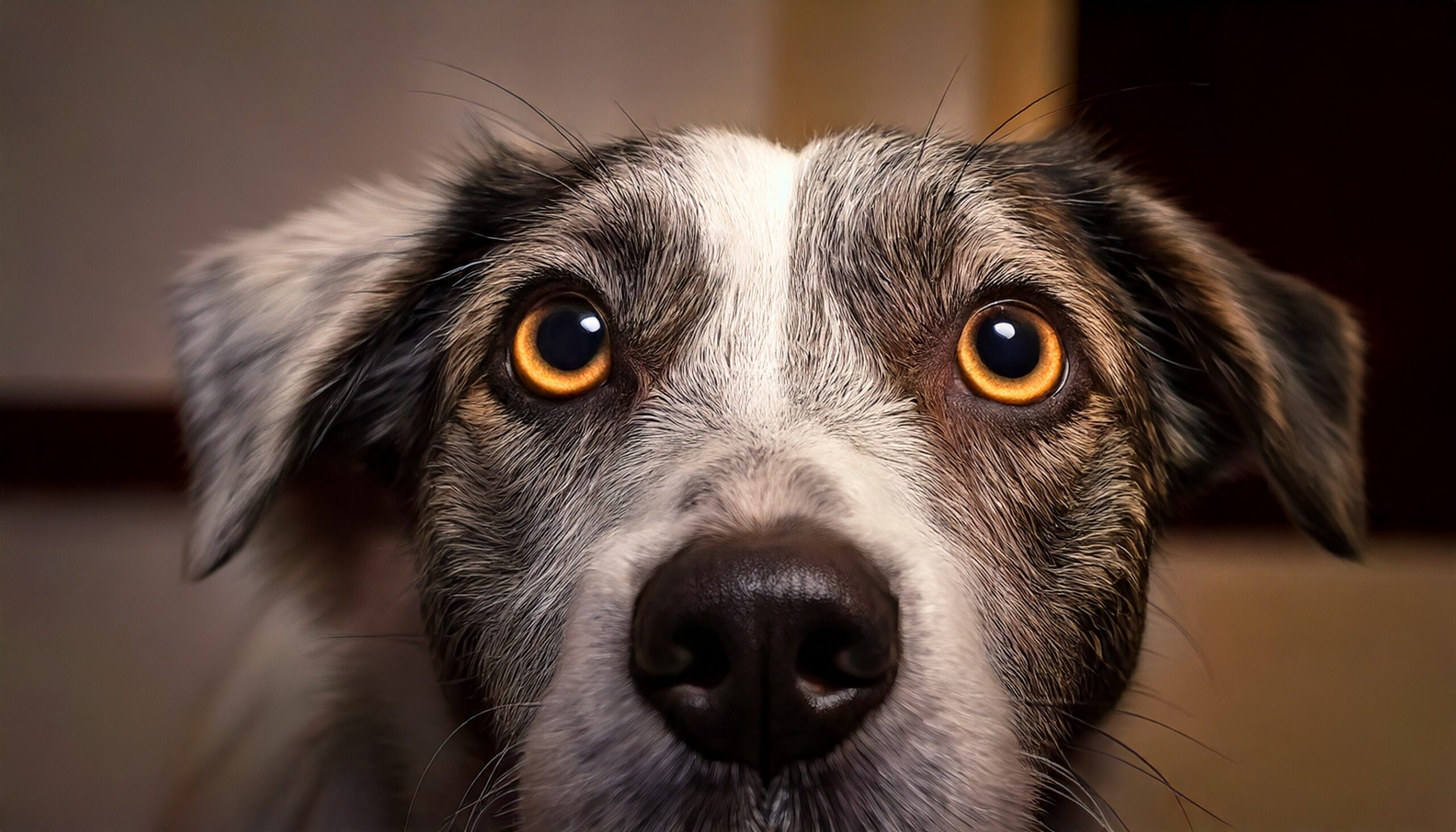 Cores que os animais enxergam: Como eles veem o mundo?